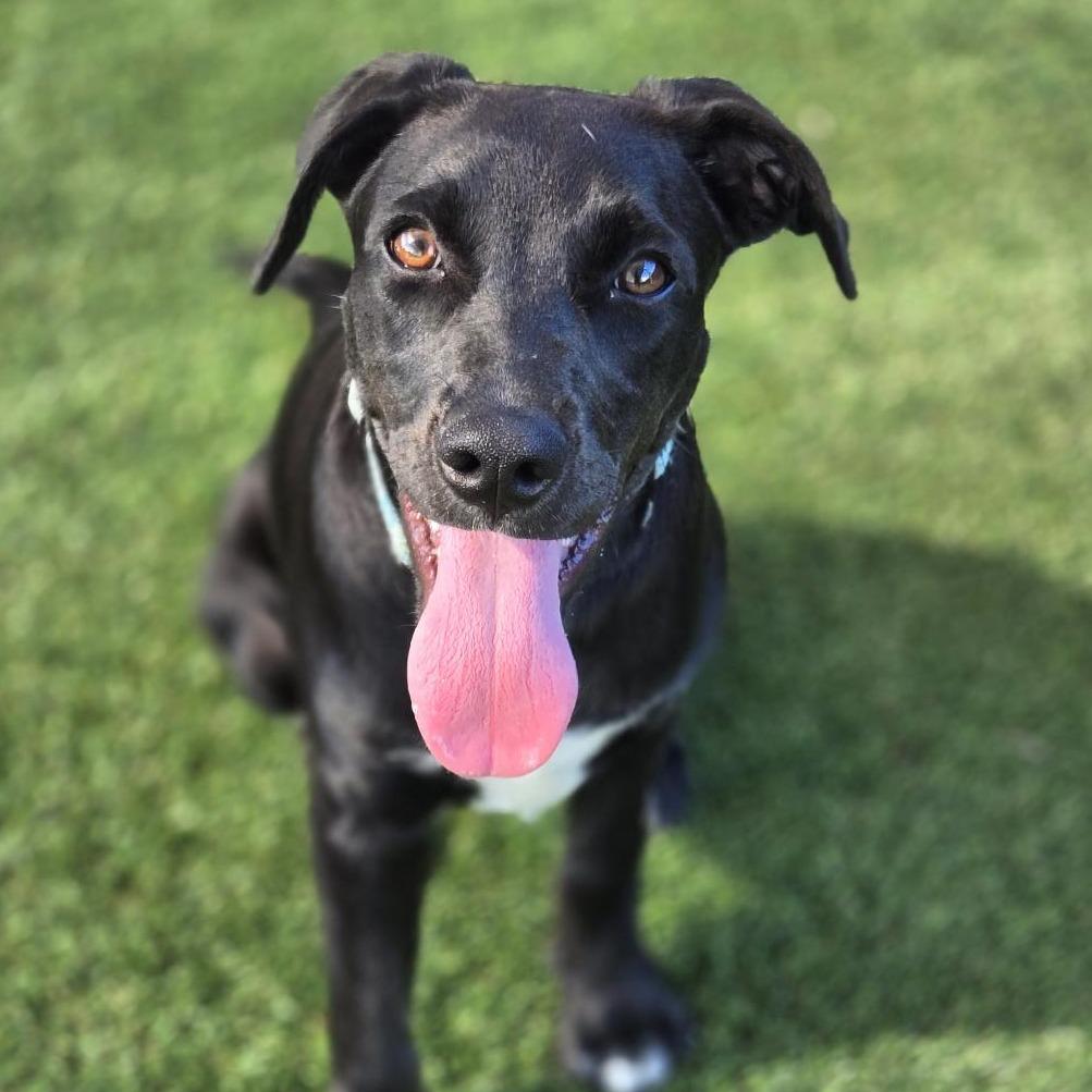 Plum, a Adoptable Mixed Breed in Bradenton, FL image 2/4