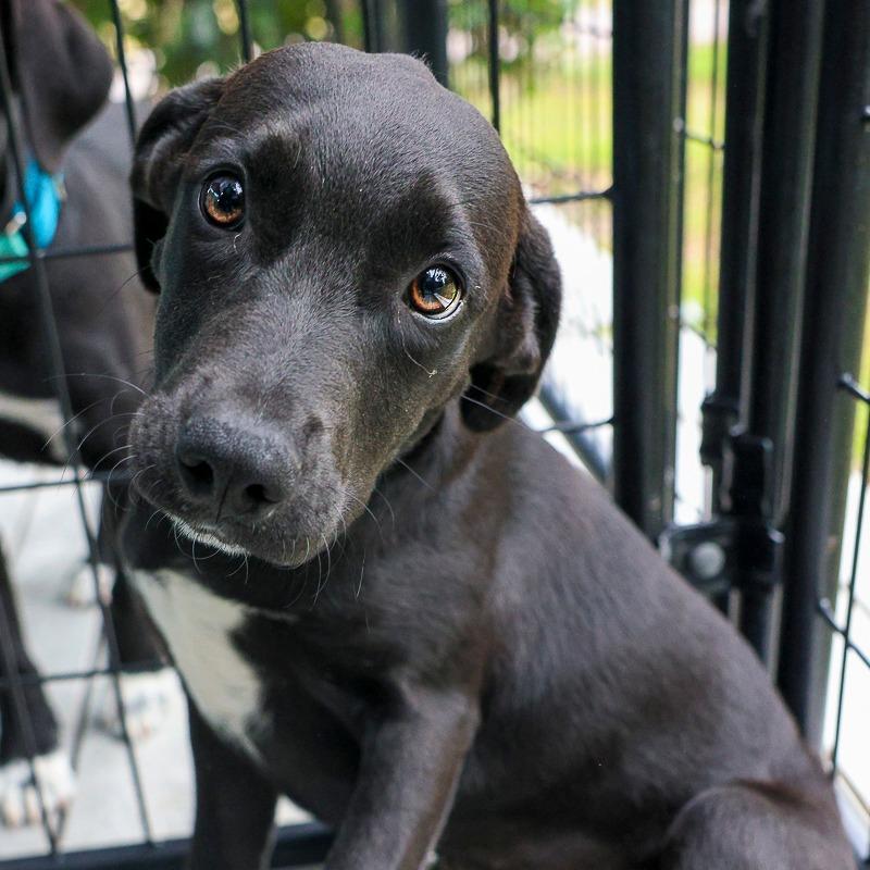 Plum, Adoptable, Puppy Female Mixed Breed.