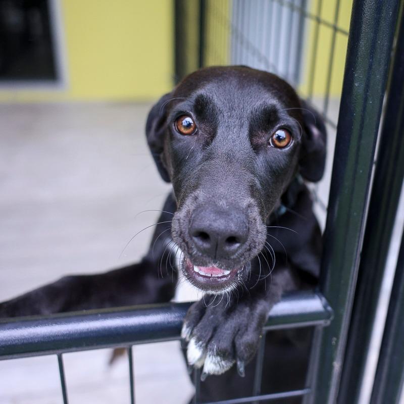 Plum, a Adoptable Mixed Breed in Bradenton, FL image 4/4