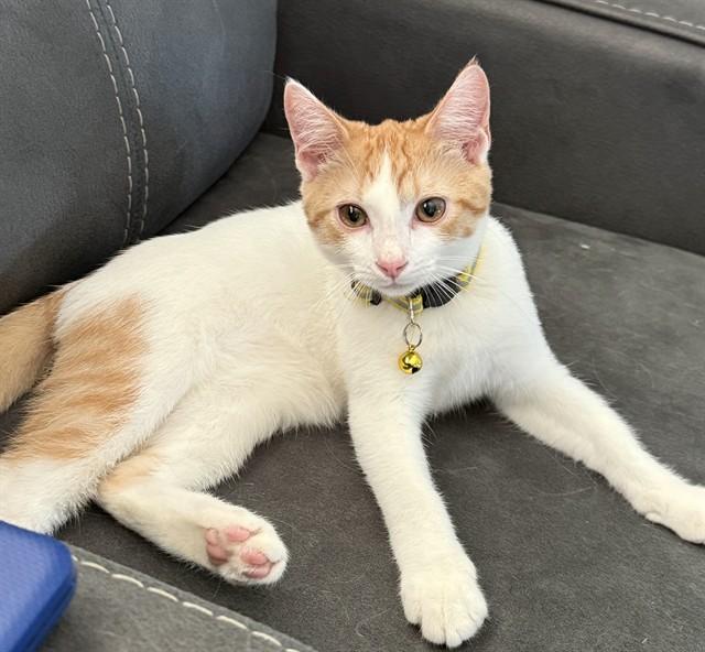 LANE, Adoptable, Kitten Male Domestic Short Hair.