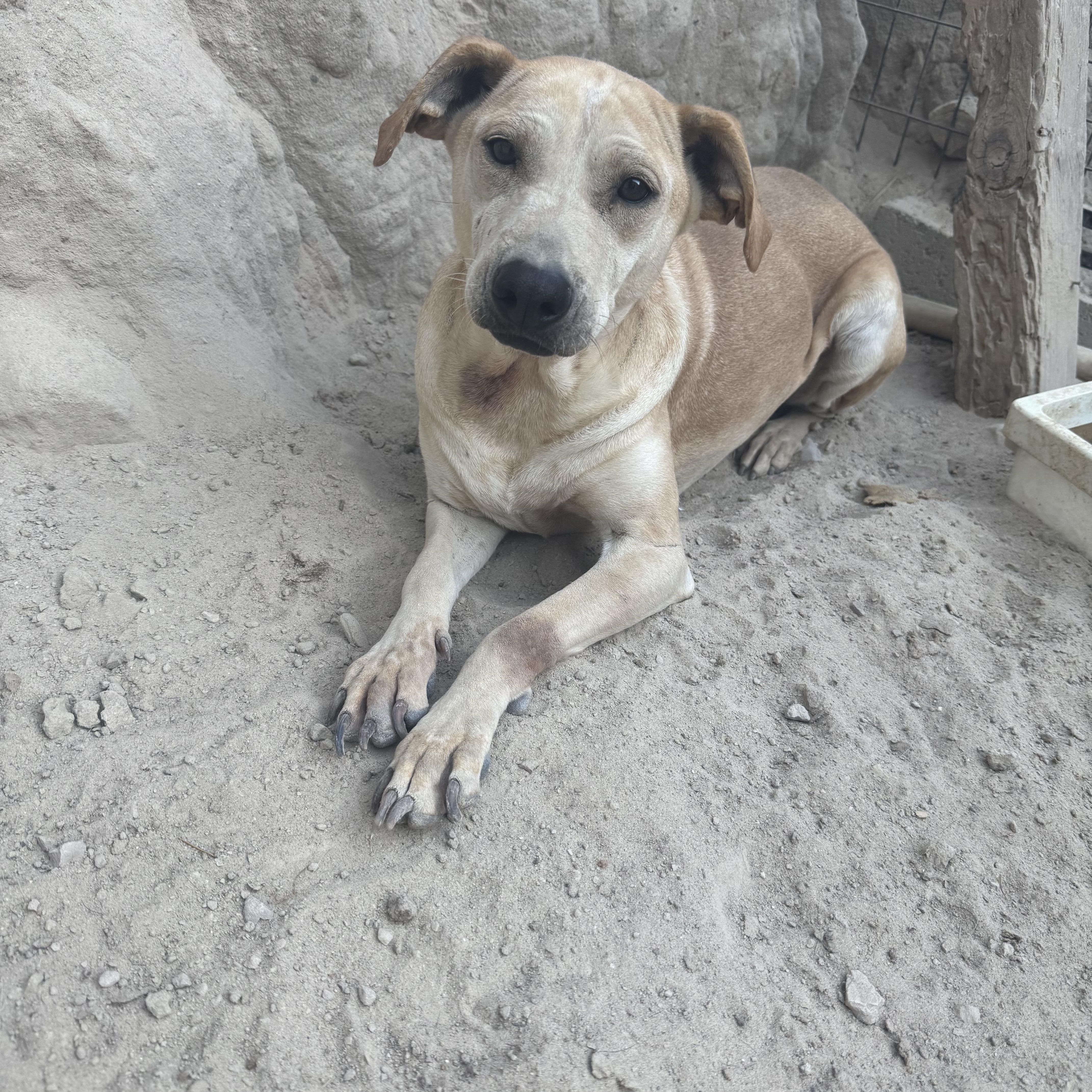 Enlarge Guera, a Adoptable Mixed Breed in Puyallup, WA image 5/6