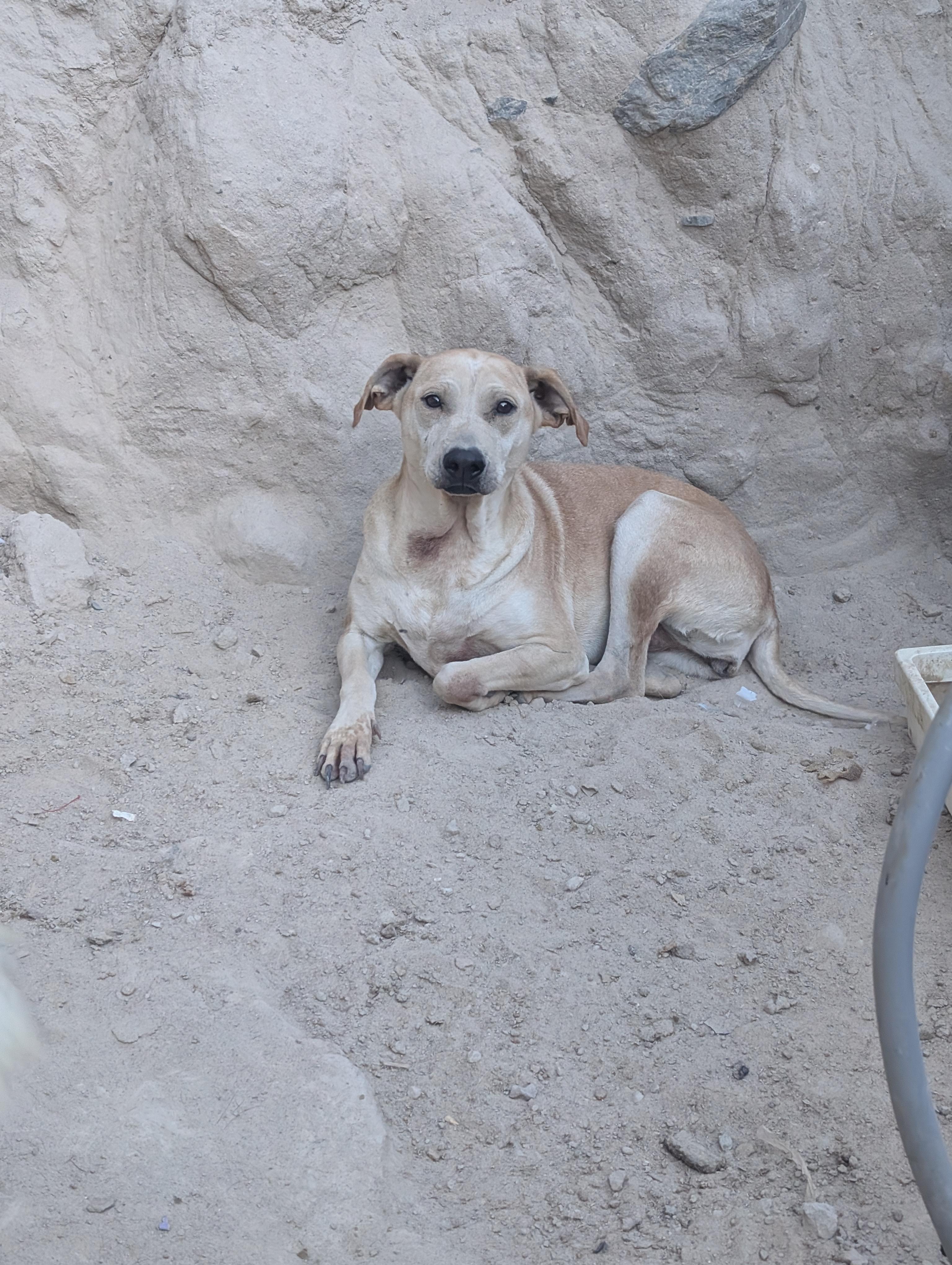 Enlarge Guera, a Adoptable Mixed Breed in Puyallup, WA image 6/6