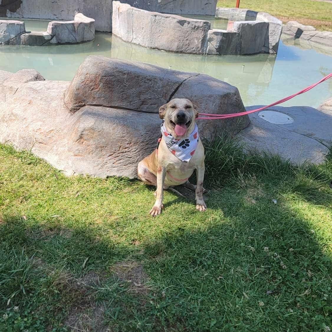 Enlarge Guera, a Adoptable Mixed Breed in Puyallup, WA image 2/6