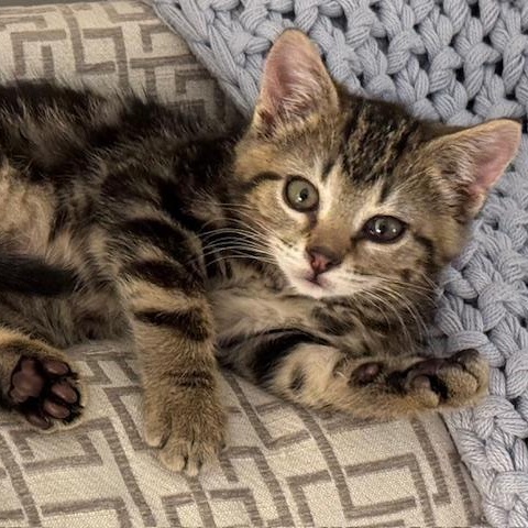 Nicholas Miller, ADOPTABLE, Kitten Male Domestic Short Hair.