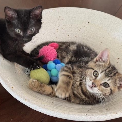 Enlarge Nicholas Miller, a ADOPTABLE Domestic Short Hair in Denver, CO image 2/6