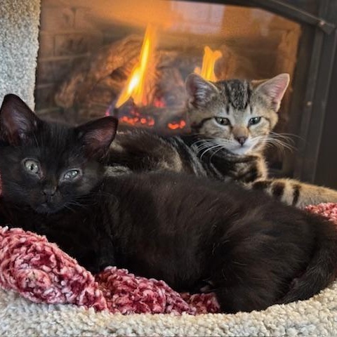 Enlarge Nicholas Miller, a ADOPTABLE Domestic Short Hair in Denver, CO image 6/6