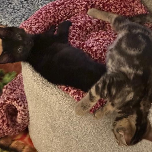 Enlarge Nicholas Miller, a ADOPTABLE Domestic Short Hair in Denver, CO image 3/6