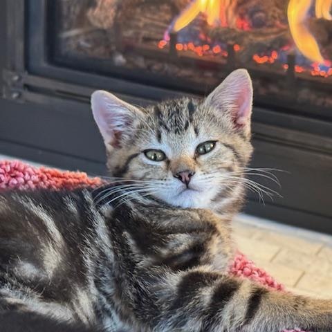 Enlarge Nicholas Miller, a ADOPTABLE Domestic Short Hair in Denver, CO image 5/6