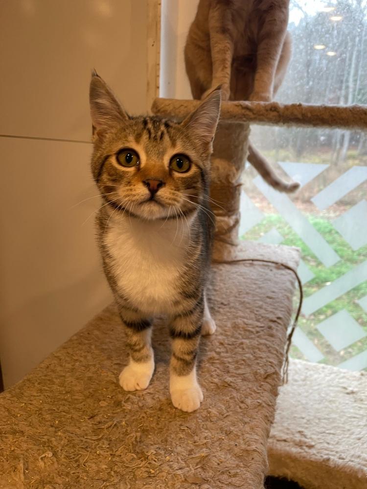 Church, a Adoptable mixed breed in Newnan, GA image 1/6