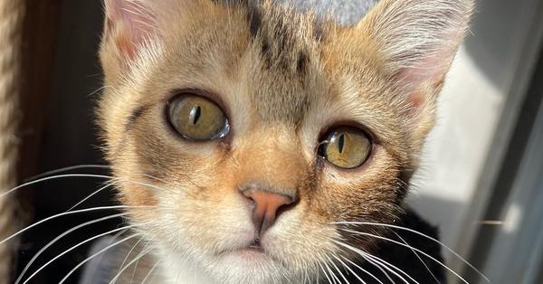 Church, a Adoptable mixed breed in Newnan, GA image 2/6