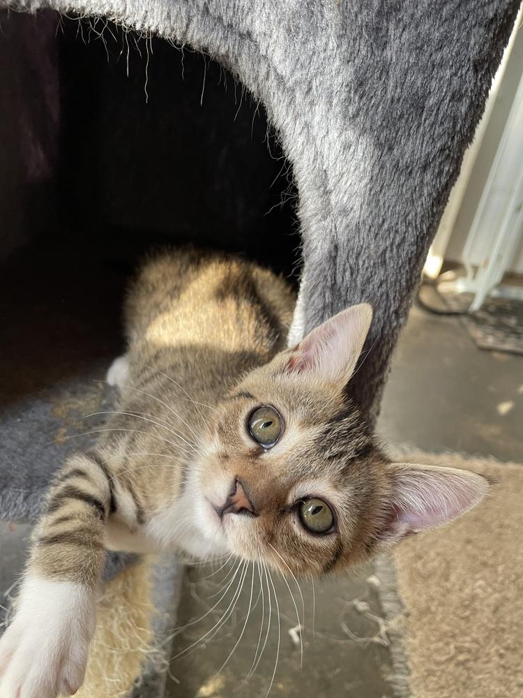 Church, a Adoptable mixed breed in Newnan, GA image 3/6