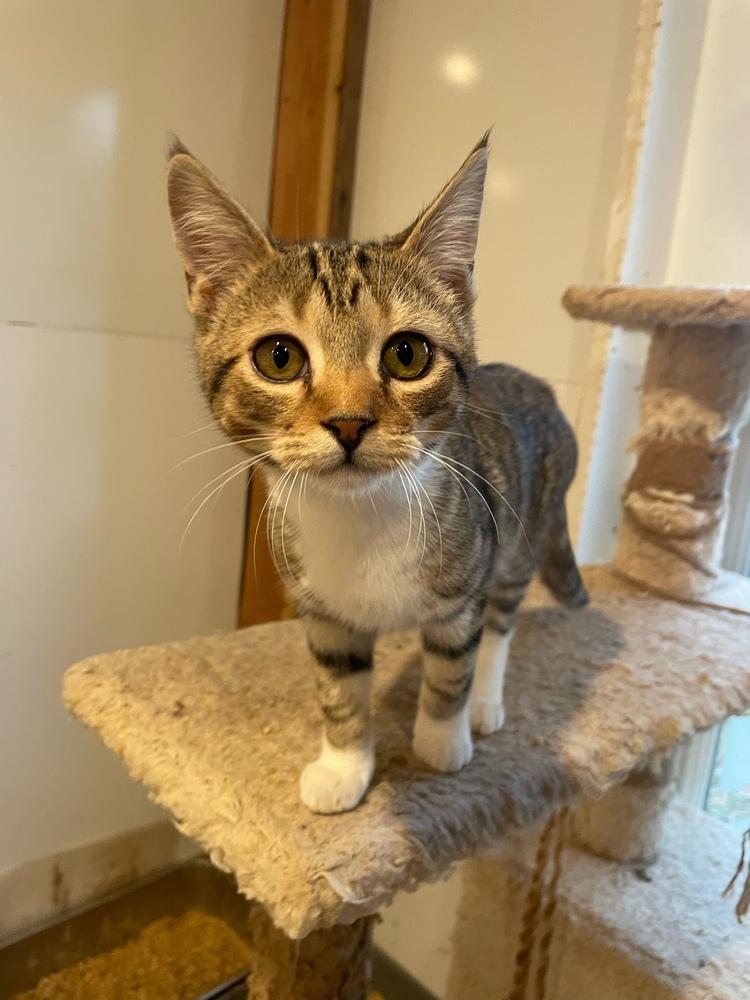 Church, a Adoptable mixed breed in Newnan, GA image 4/6