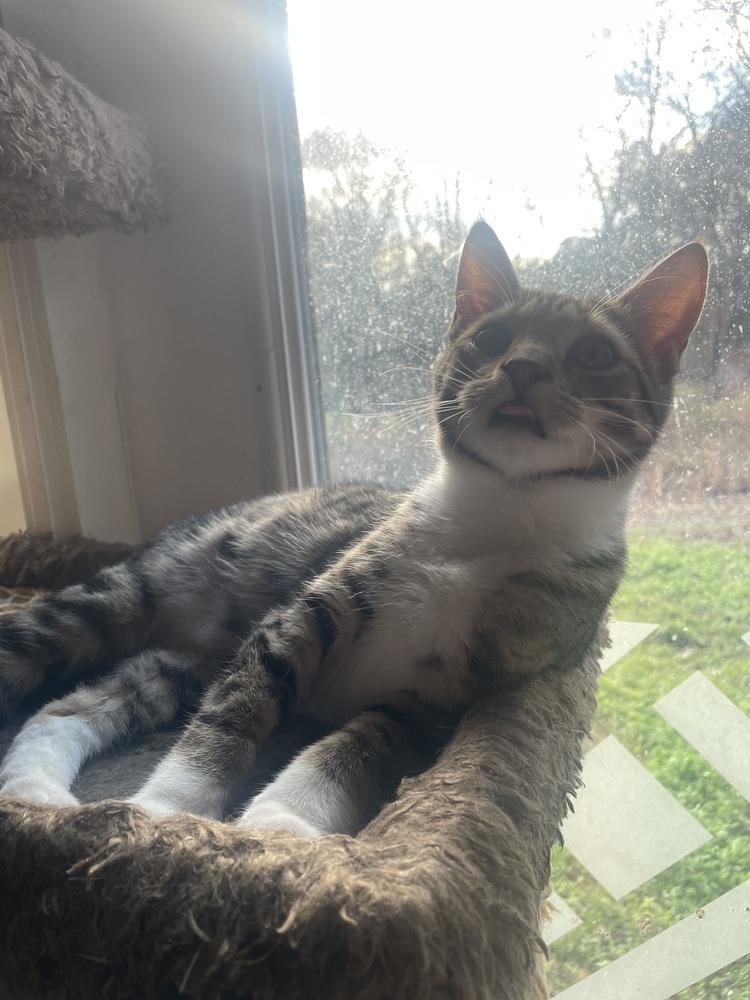 Church, a Adoptable mixed breed in Newnan, GA image 5/6