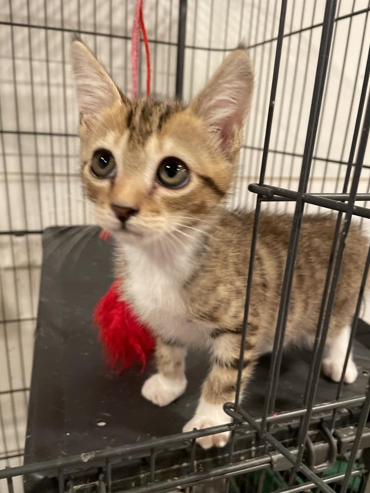 Church, a Adoptable mixed breed in Newnan, GA image 6/6