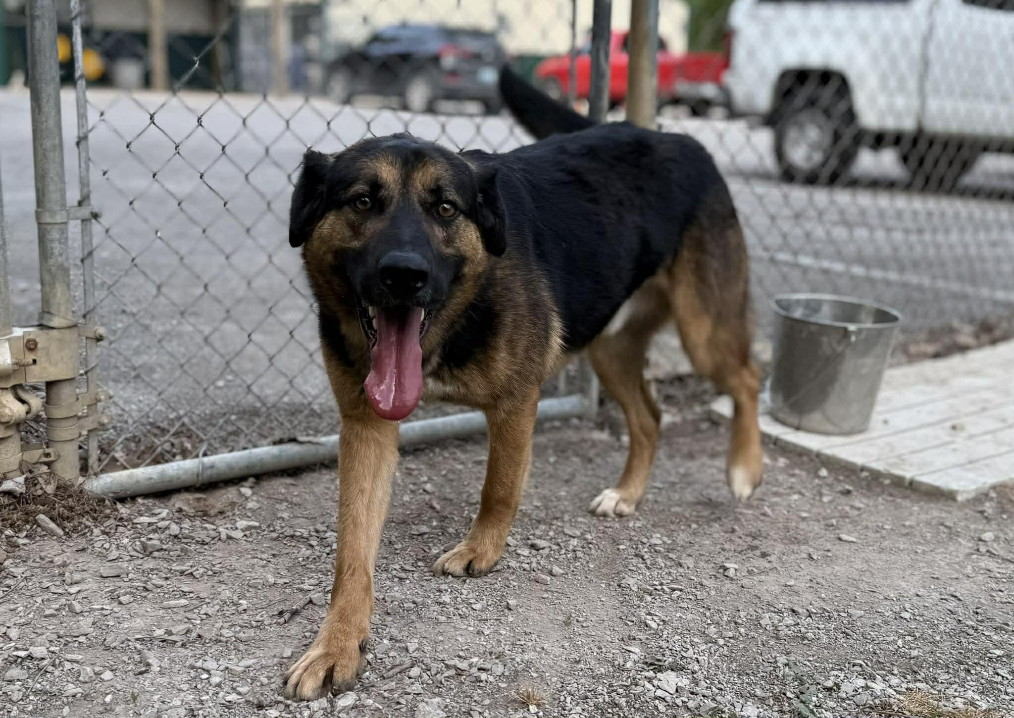 Enlarge Lightning, a ADOPTABLE German Shepherd Dog in Leitchfield, KY image 4/6
