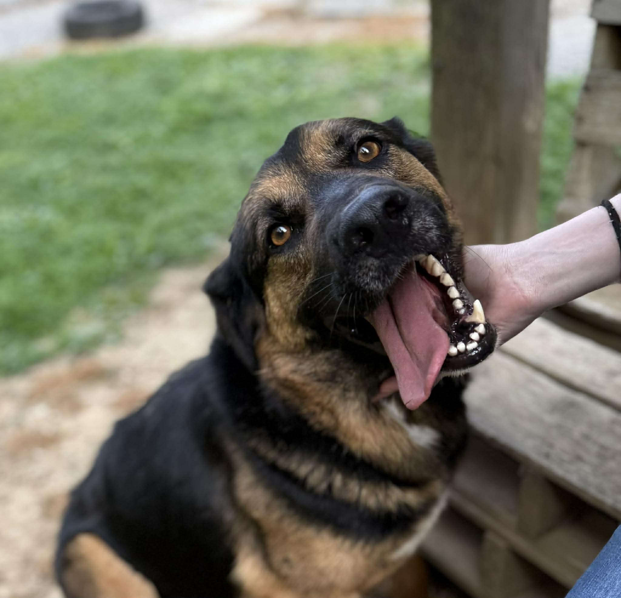 Enlarge Lightning, a ADOPTABLE German Shepherd Dog in Leitchfield, KY image 1/6