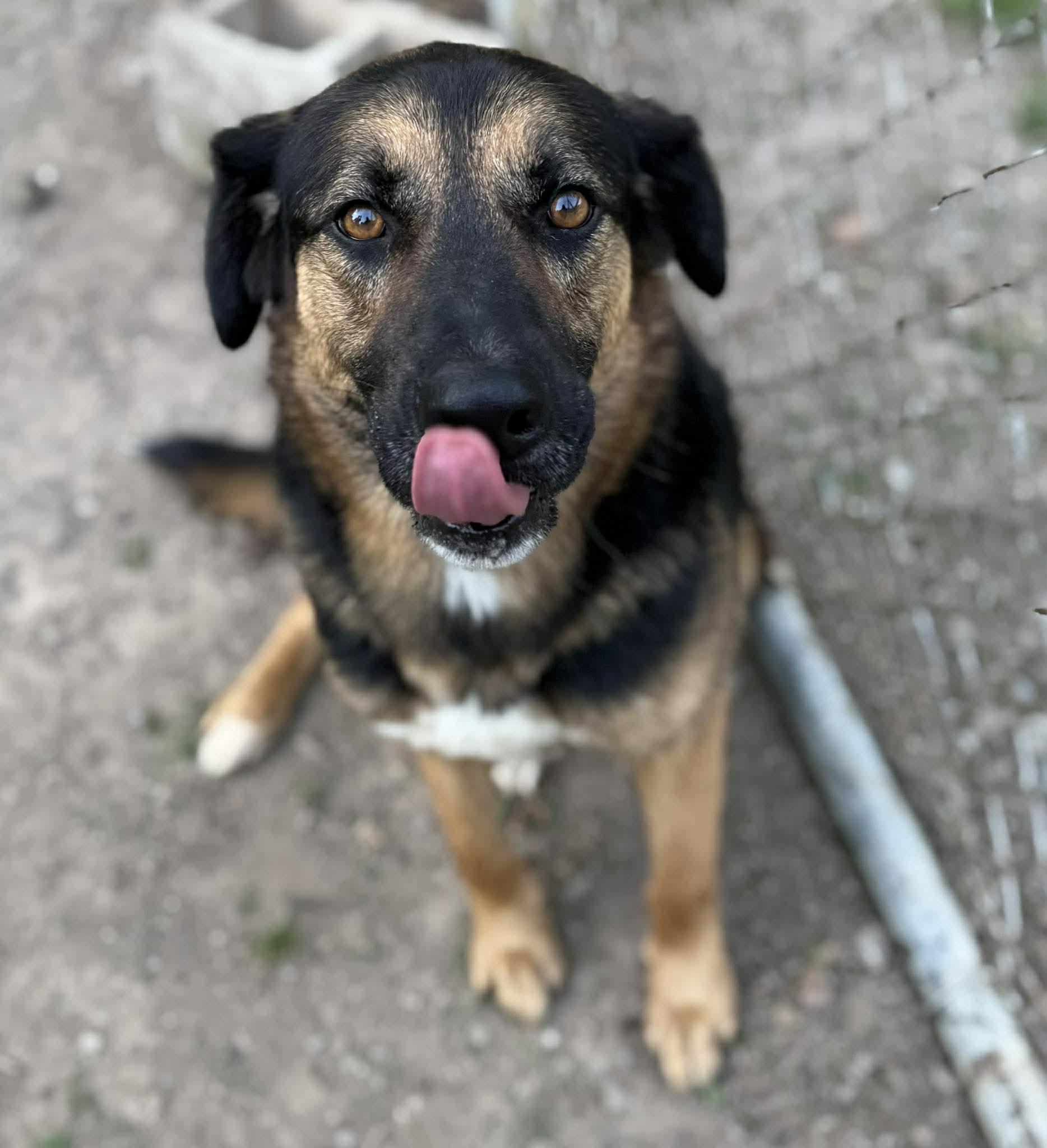 Enlarge Lightning, a ADOPTABLE German Shepherd Dog in Leitchfield, KY image 2/6