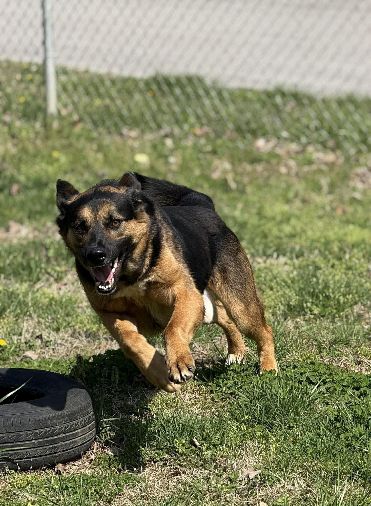 Enlarge Lightning, a ADOPTABLE German Shepherd Dog in Leitchfield, KY image 5/6