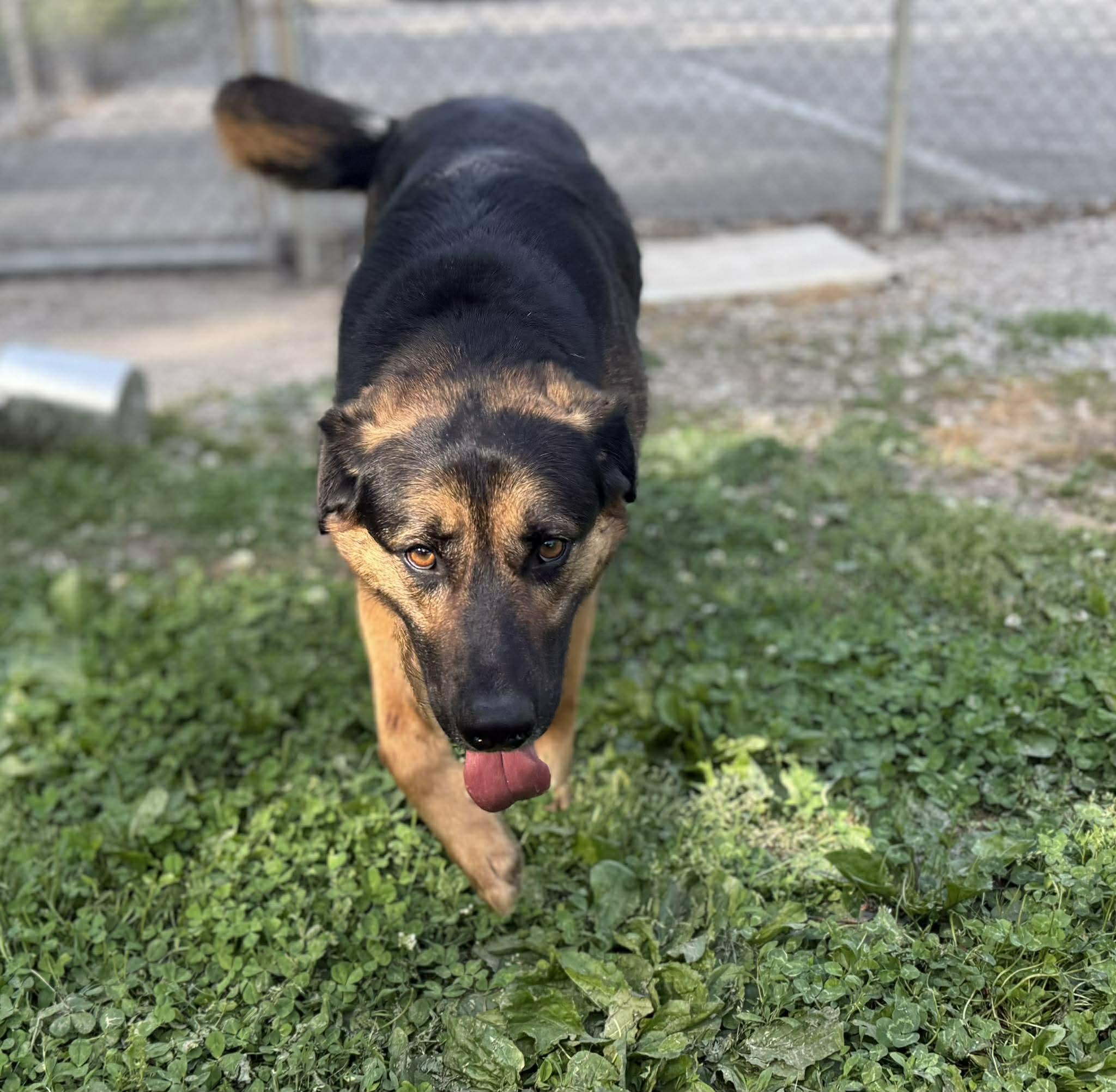 Enlarge Lightning, a ADOPTABLE German Shepherd Dog in Leitchfield, KY image 3/6