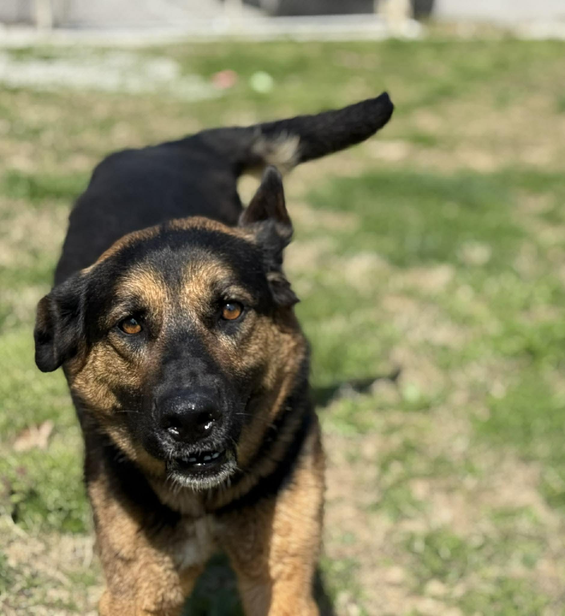 Enlarge Lightning, a ADOPTABLE German Shepherd Dog in Leitchfield, KY image 6/6