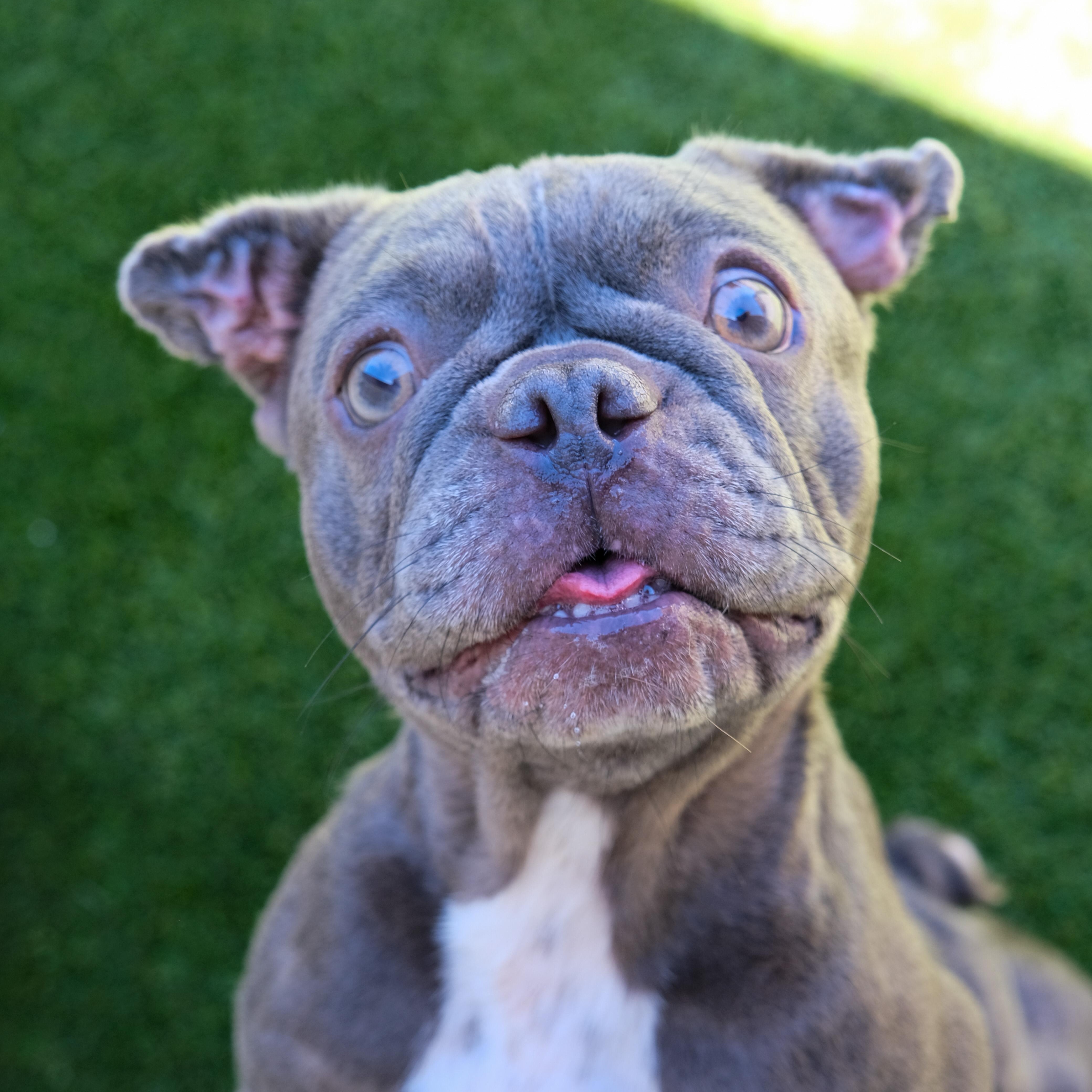 Enlarge Cash, a Adoptable French Bulldog in Newport Beach, CA image 3/4