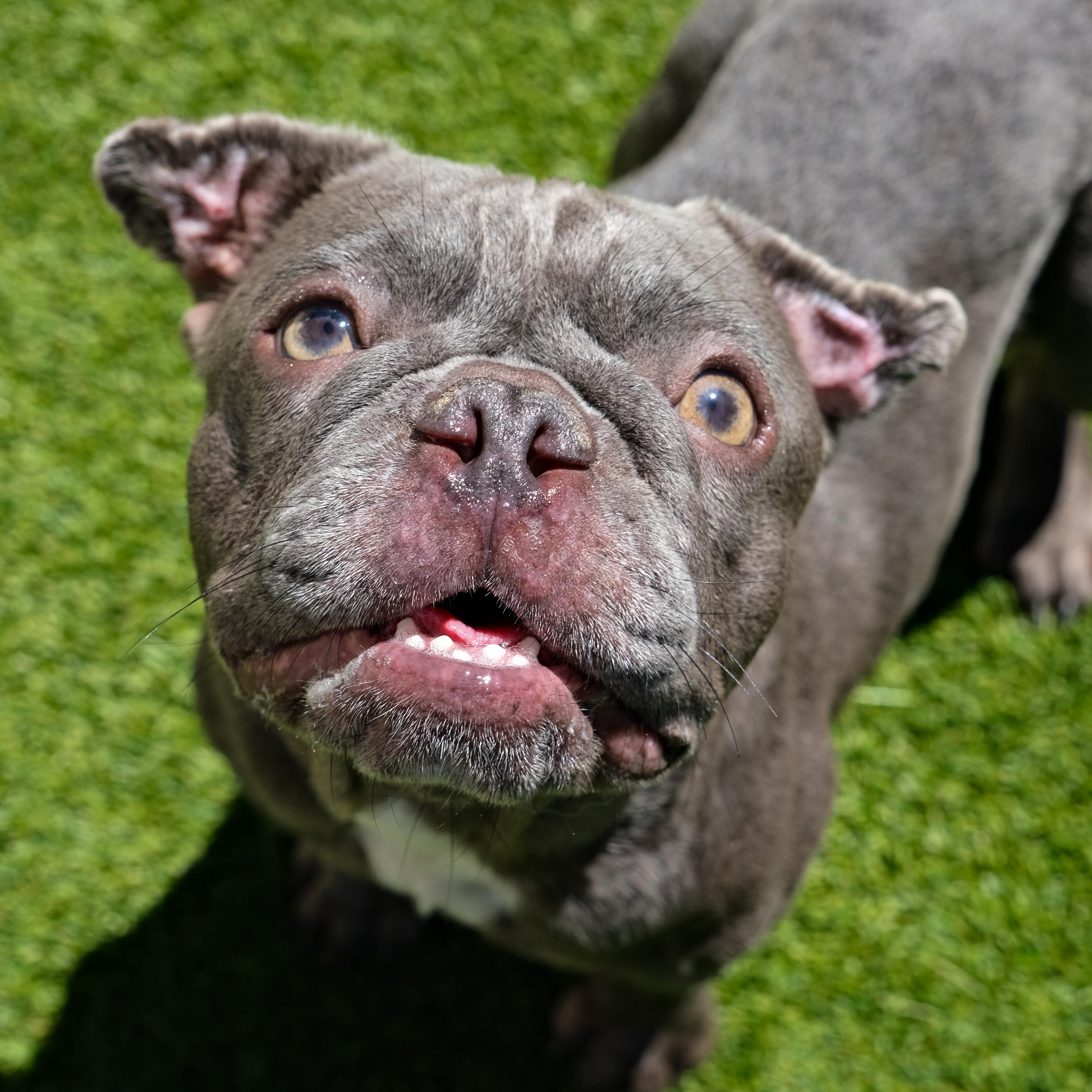 Enlarge Cash, a Adoptable French Bulldog in Newport Beach, CA image 4/4