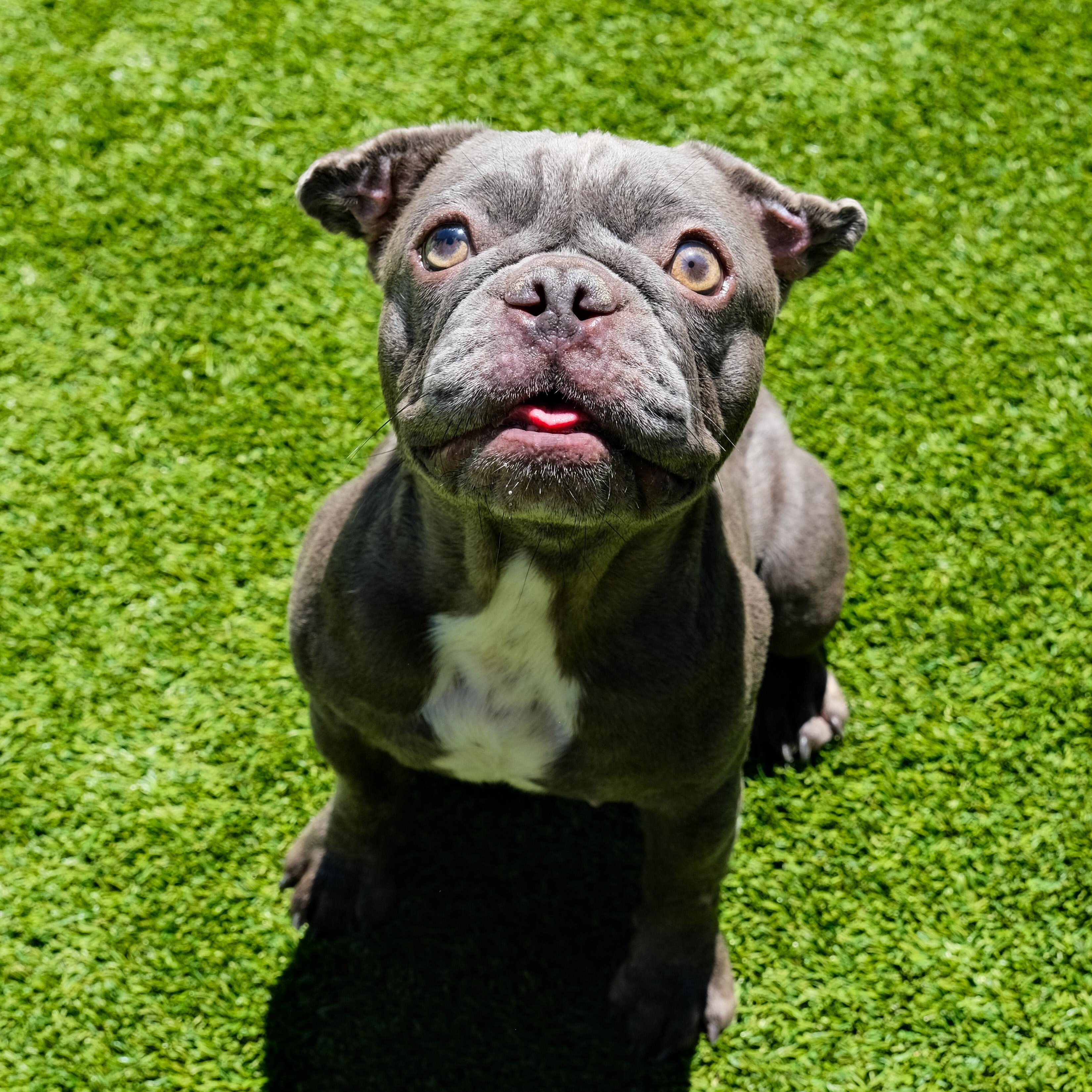 Enlarge Cash, a Adoptable French Bulldog in Newport Beach, CA image 2/4