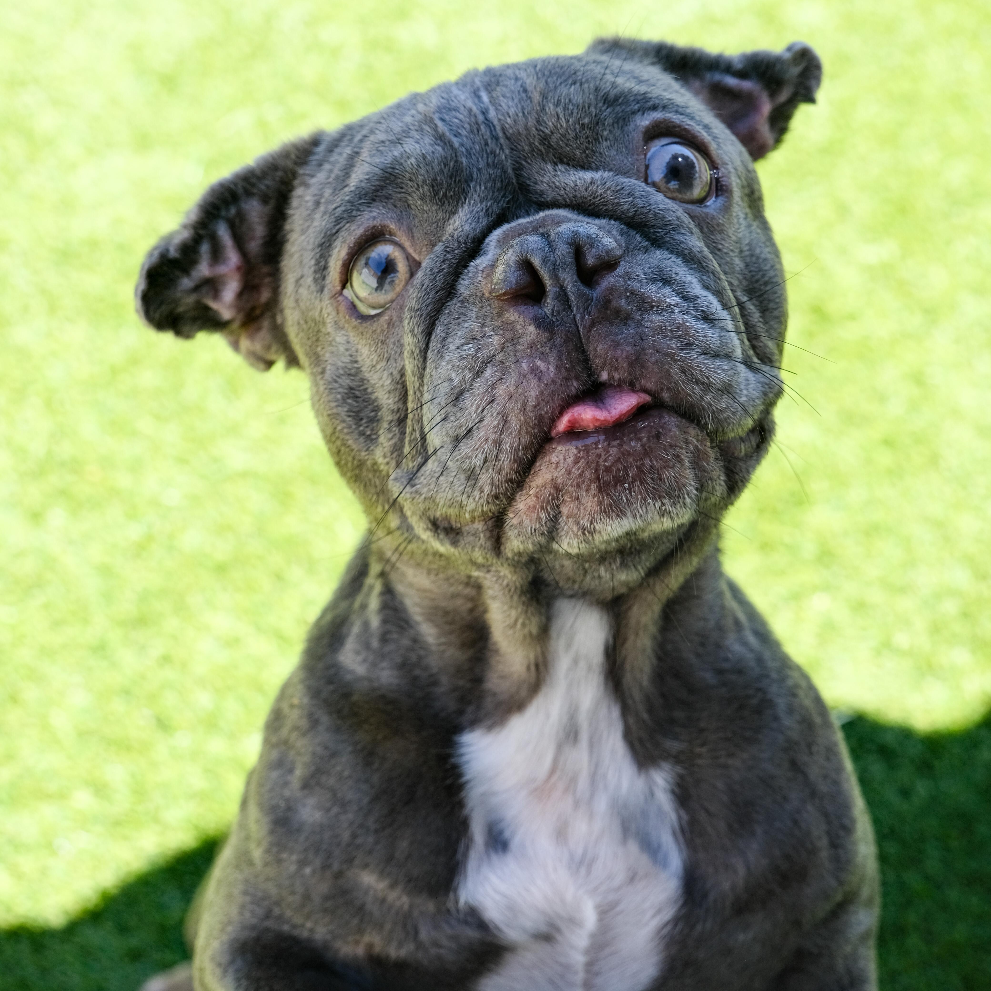 Cash, Adoptable, Young Female French Bulldog.
