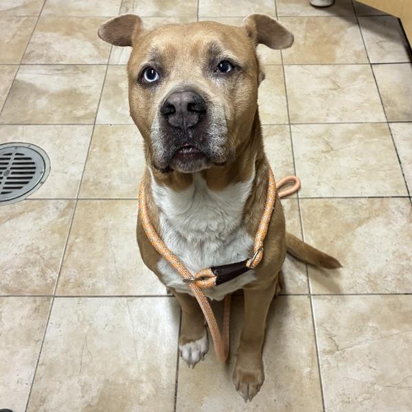 Enlarge Max, a Adoptable mixed breed in Troutdale, OR image 1/1