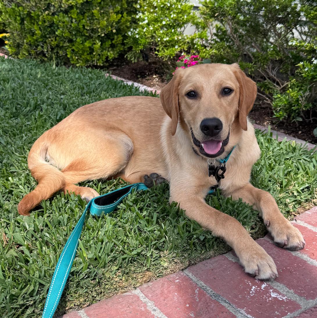 Enlarge Fitz, an adopted Labrador Retriever in Newport Beach, CA image 1/6