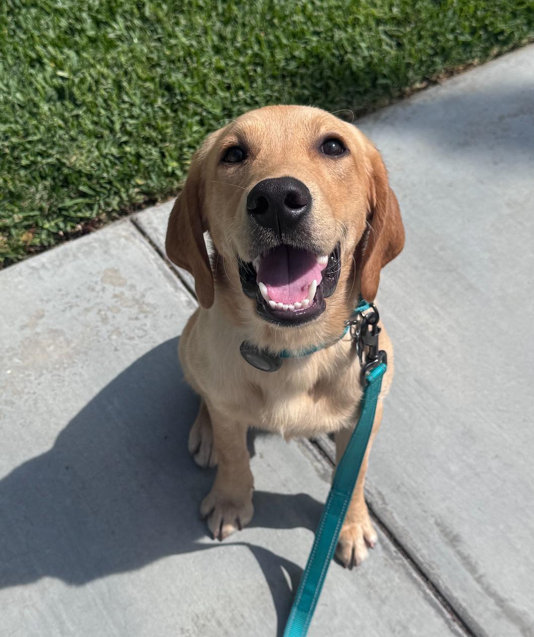 Enlarge Fitz, an adopted Labrador Retriever in Newport Beach, CA image 2/6
