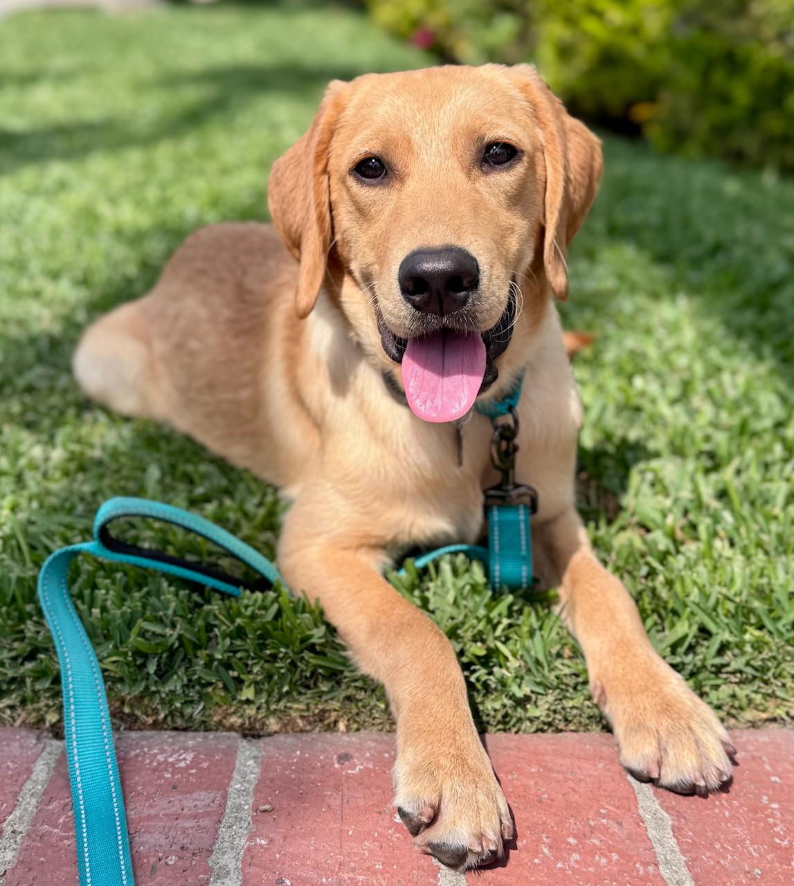 Enlarge Fitz, an adopted Labrador Retriever in Newport Beach, CA image 5/6