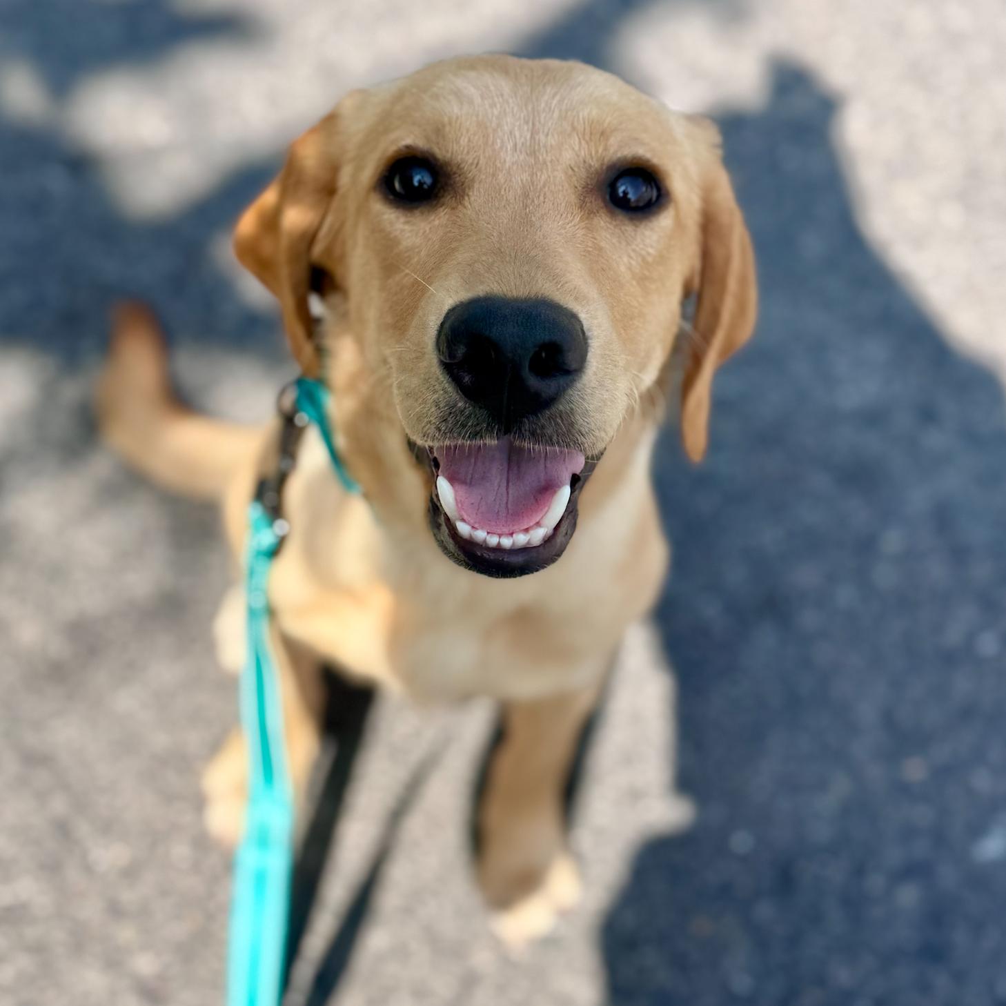 Enlarge Fitz, an adopted Labrador Retriever in Newport Beach, CA image 4/6