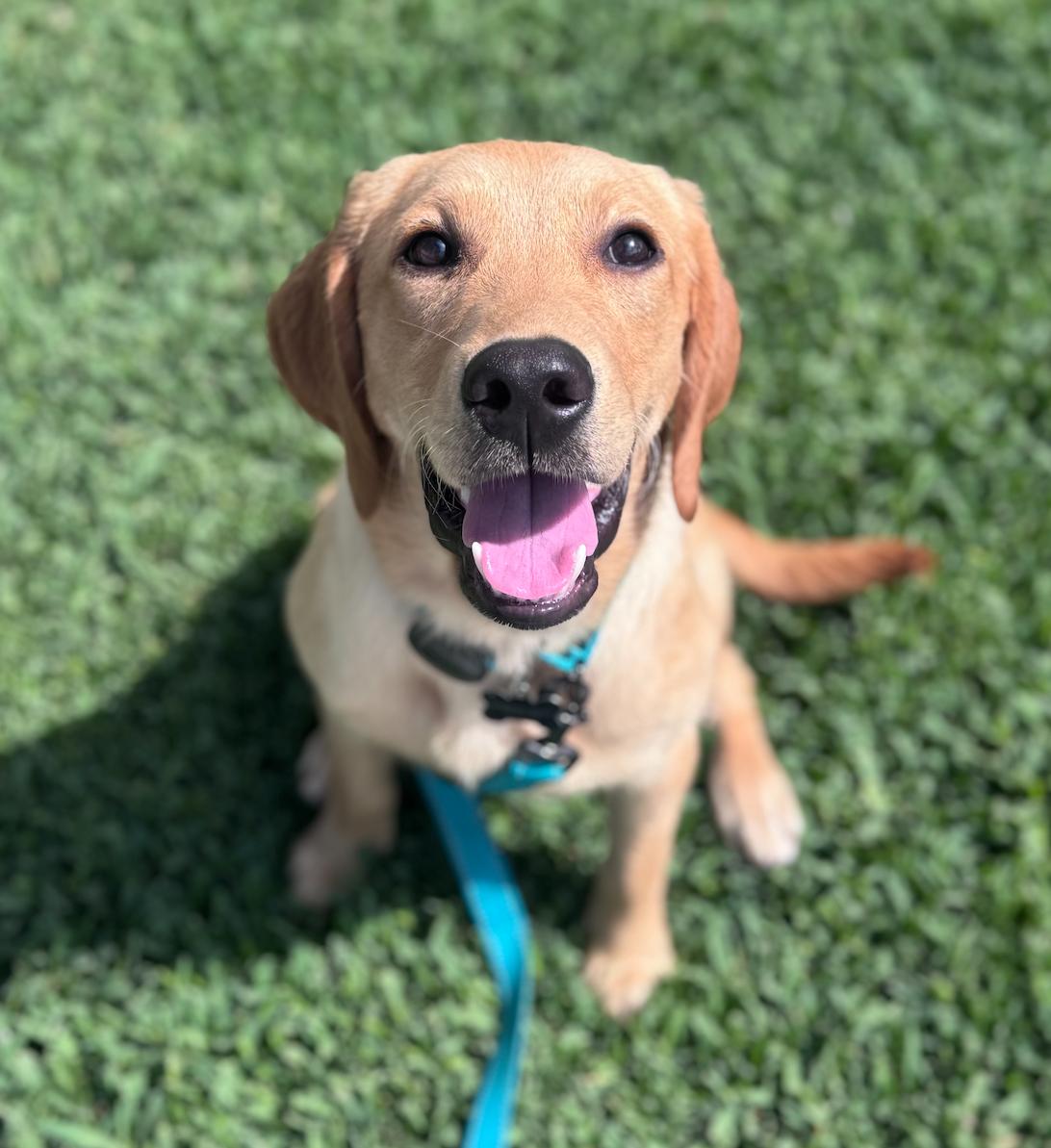 Enlarge Fitz, an adopted Labrador Retriever in Newport Beach, CA image 3/6