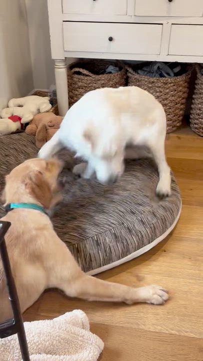 Enlarge Fitz, an adopted Labrador Retriever in Newport Beach, CA video 6/6
