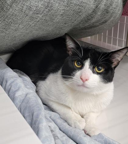 Parcheesi, Adoptable, Adult Male Domestic Short Hair & Domestic Short Hair.