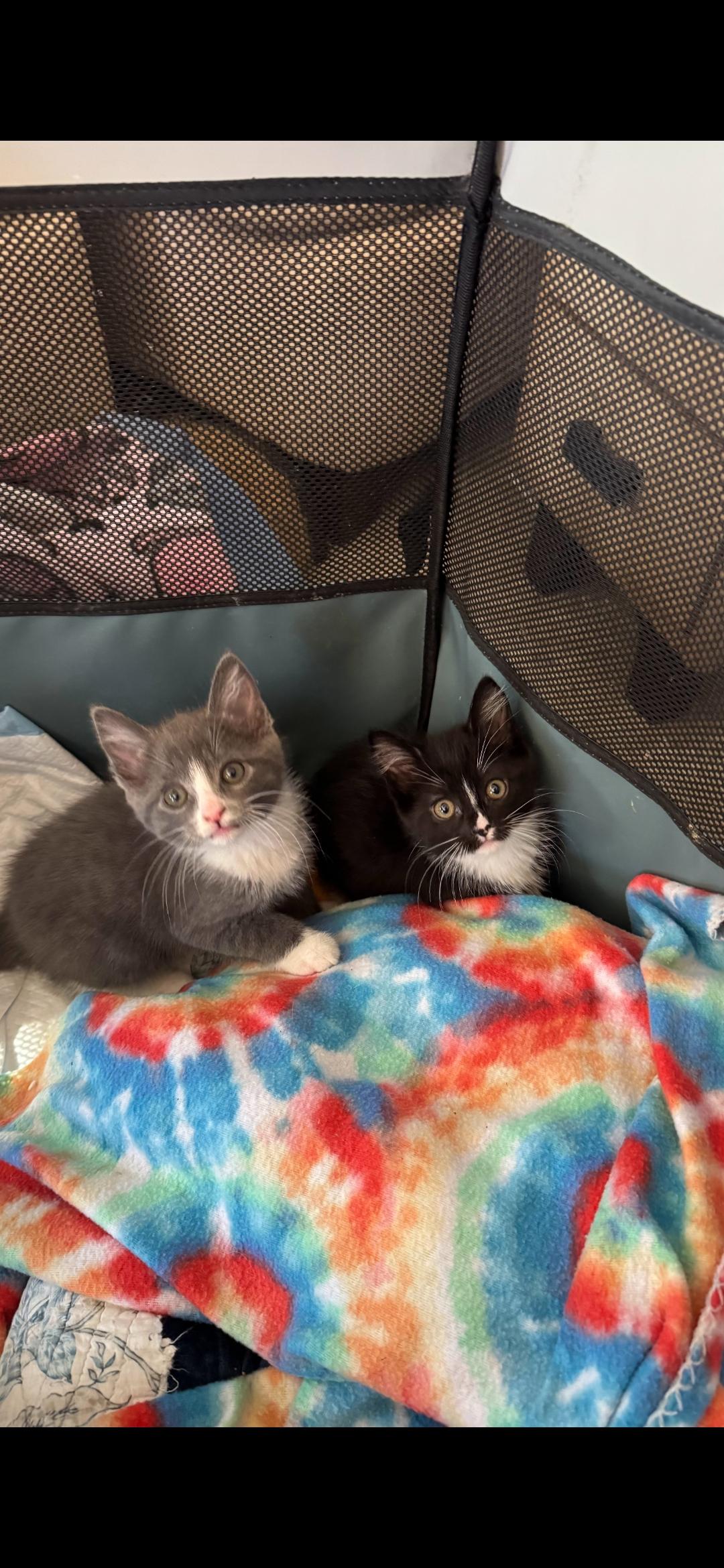 Gilbert, adopted, Kitten Male Domestic Short Hair.