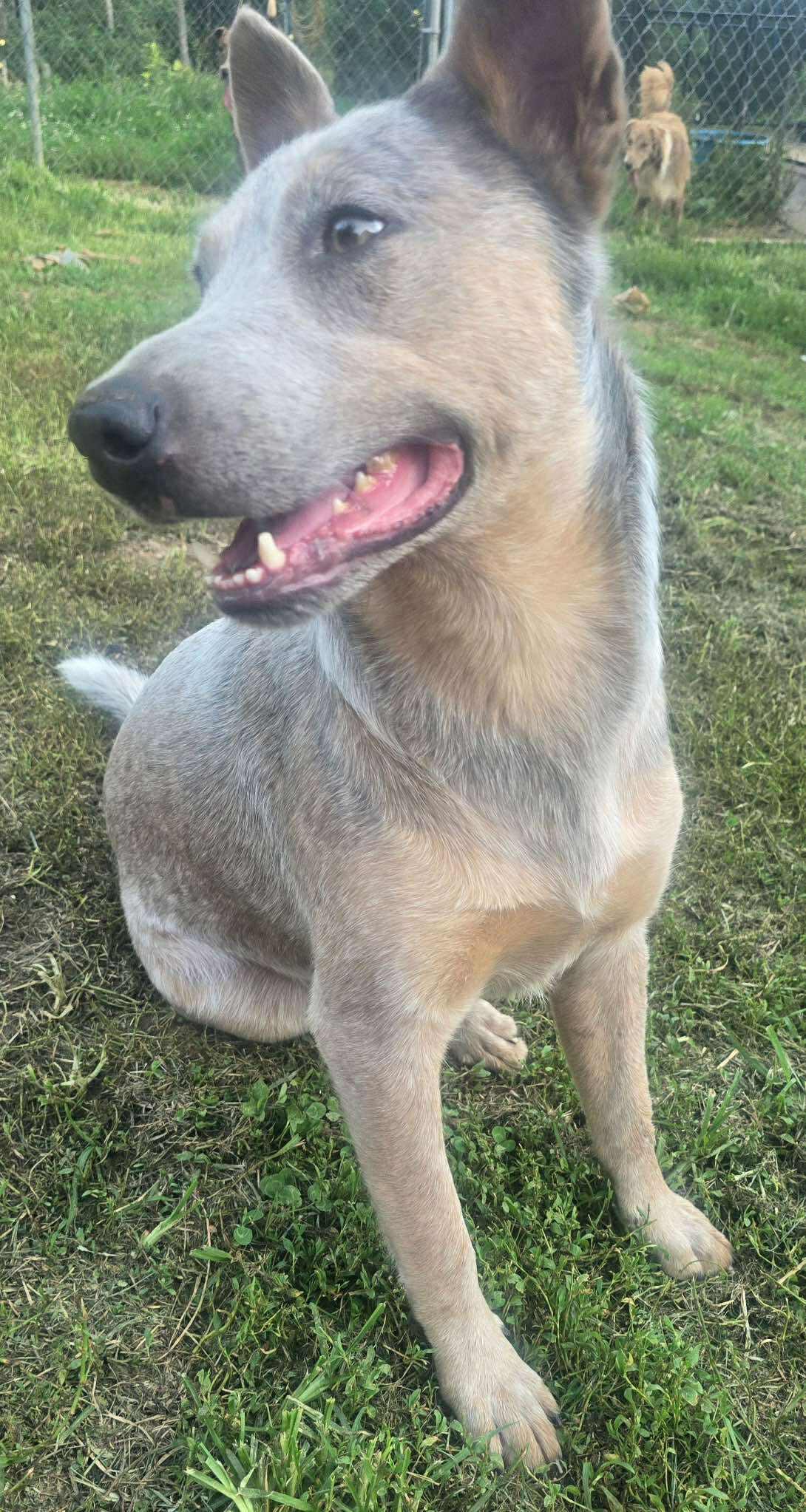 Enlarge Copper, a ADOPTABLE Australian Cattle Dog / Blue Heeler in Greeneville, TN image 2/4