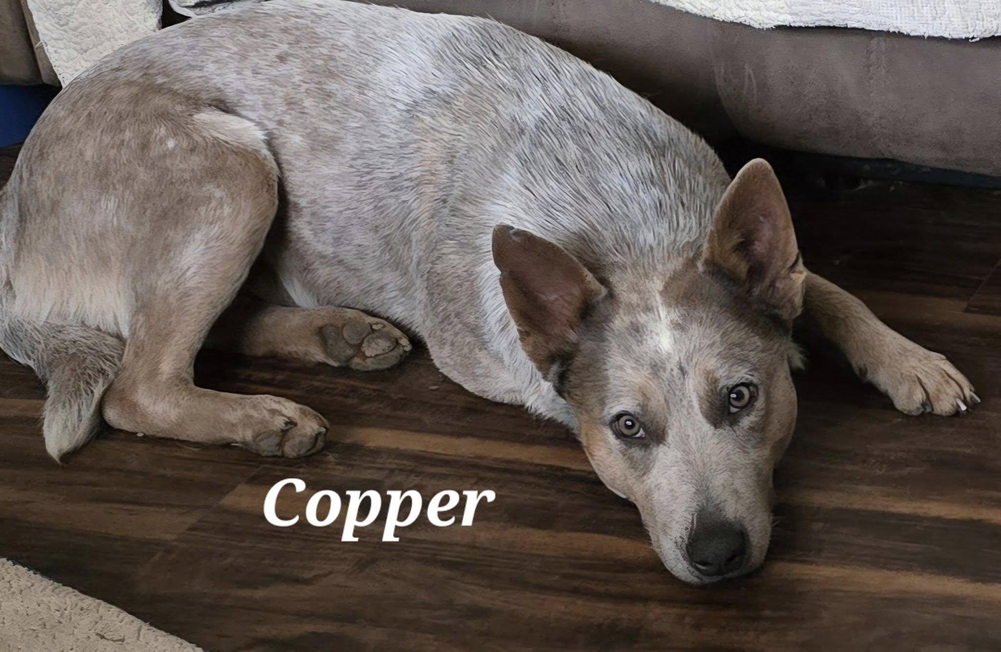 Enlarge Copper, a ADOPTABLE Australian Cattle Dog / Blue Heeler in Greeneville, TN image 1/4