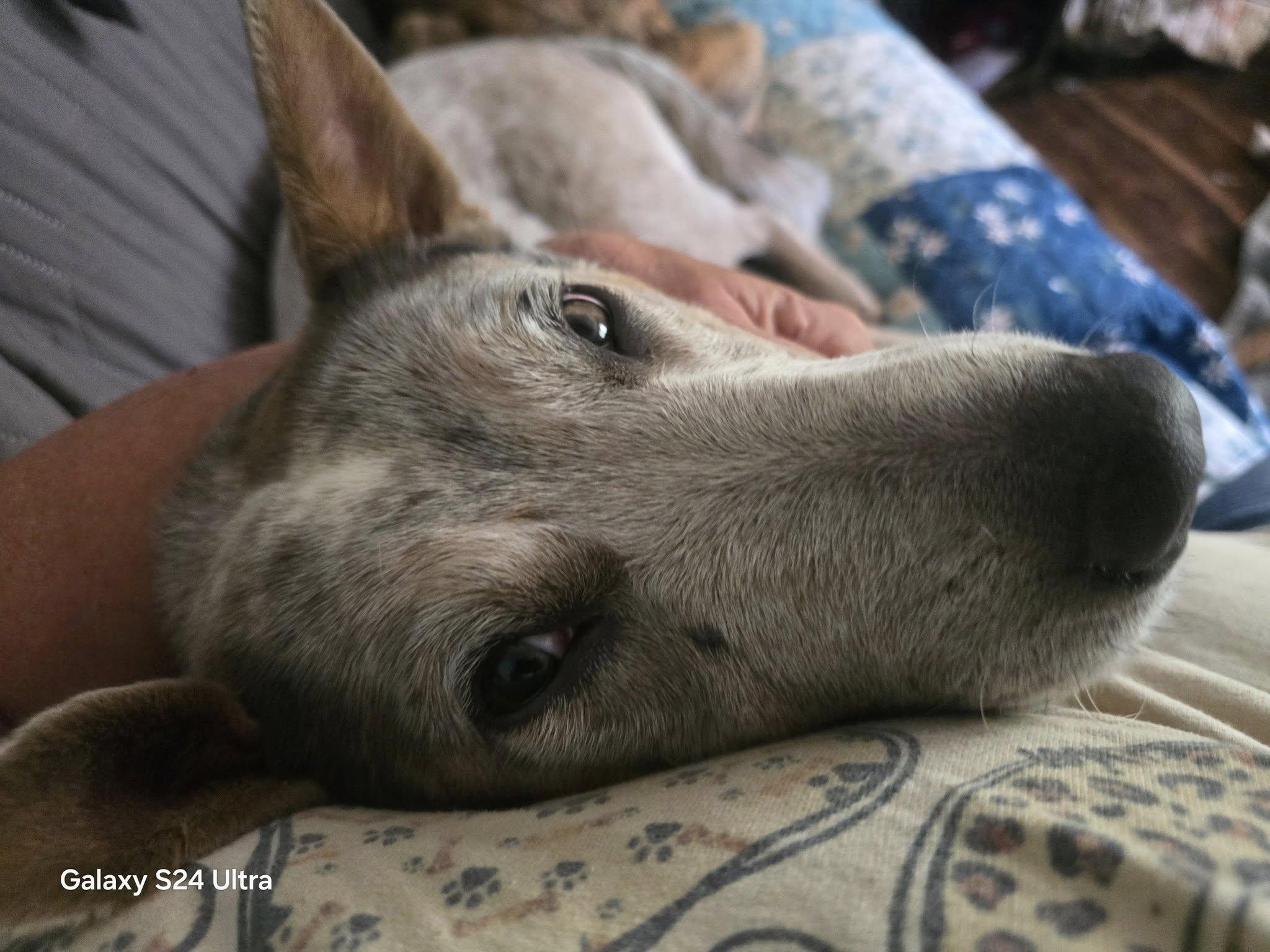 Enlarge Copper, a ADOPTABLE Australian Cattle Dog / Blue Heeler in Greeneville, TN image 4/4