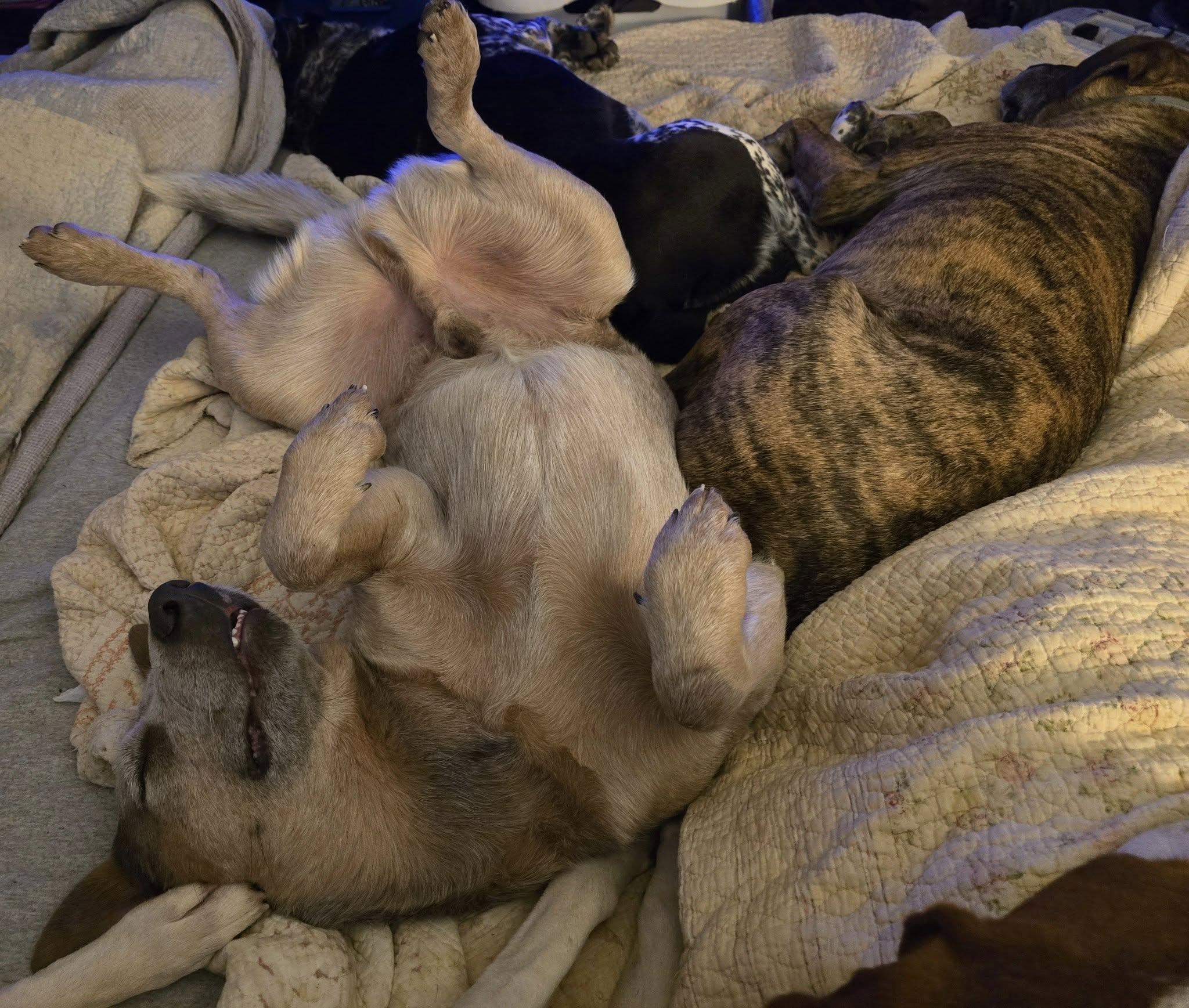 Enlarge Copper, a ADOPTABLE Australian Cattle Dog / Blue Heeler in Greeneville, TN image 3/4