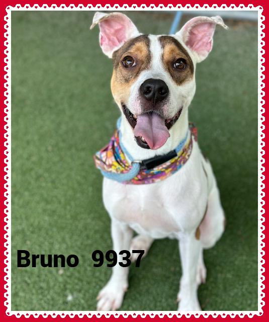 Introducing Bruno He was brought to the shelter on 511 because his former pet parent could no long