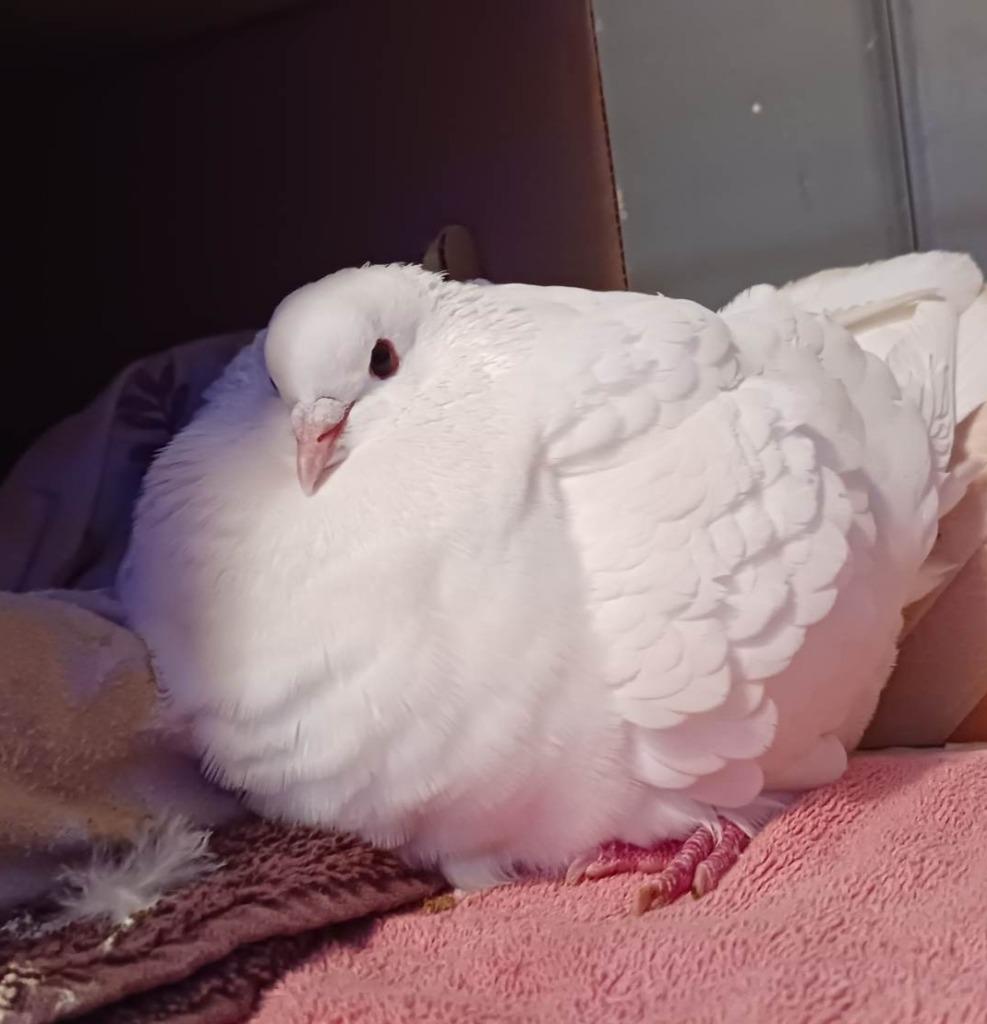 Enlarge Sam w/ Layla, a Adoptable Pigeon in San Francisco, CA image 1/1