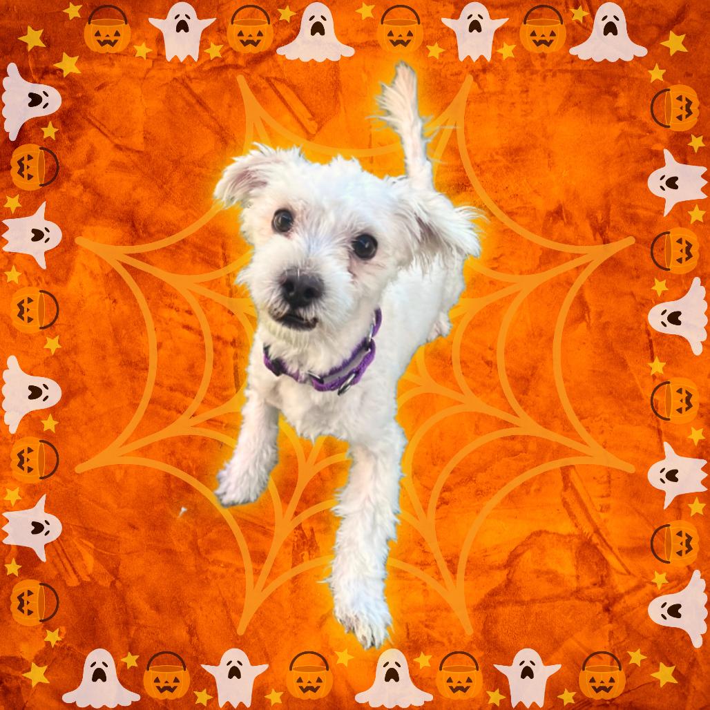 Scout, Adoptable, Young Male Miniature Schnauzer & Maltese.