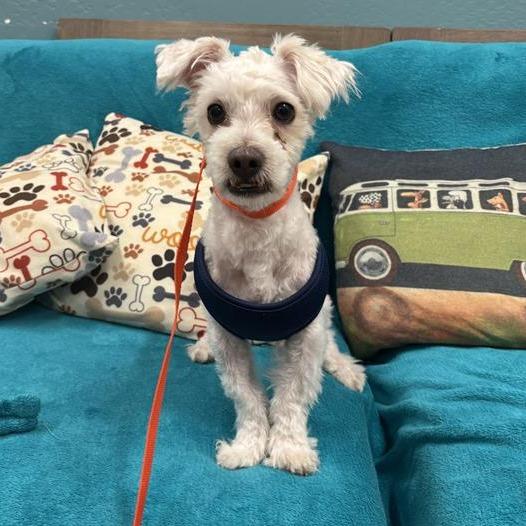Enlarge Scout, a Adoptable mixed breed in Tempe, AZ image 2/6