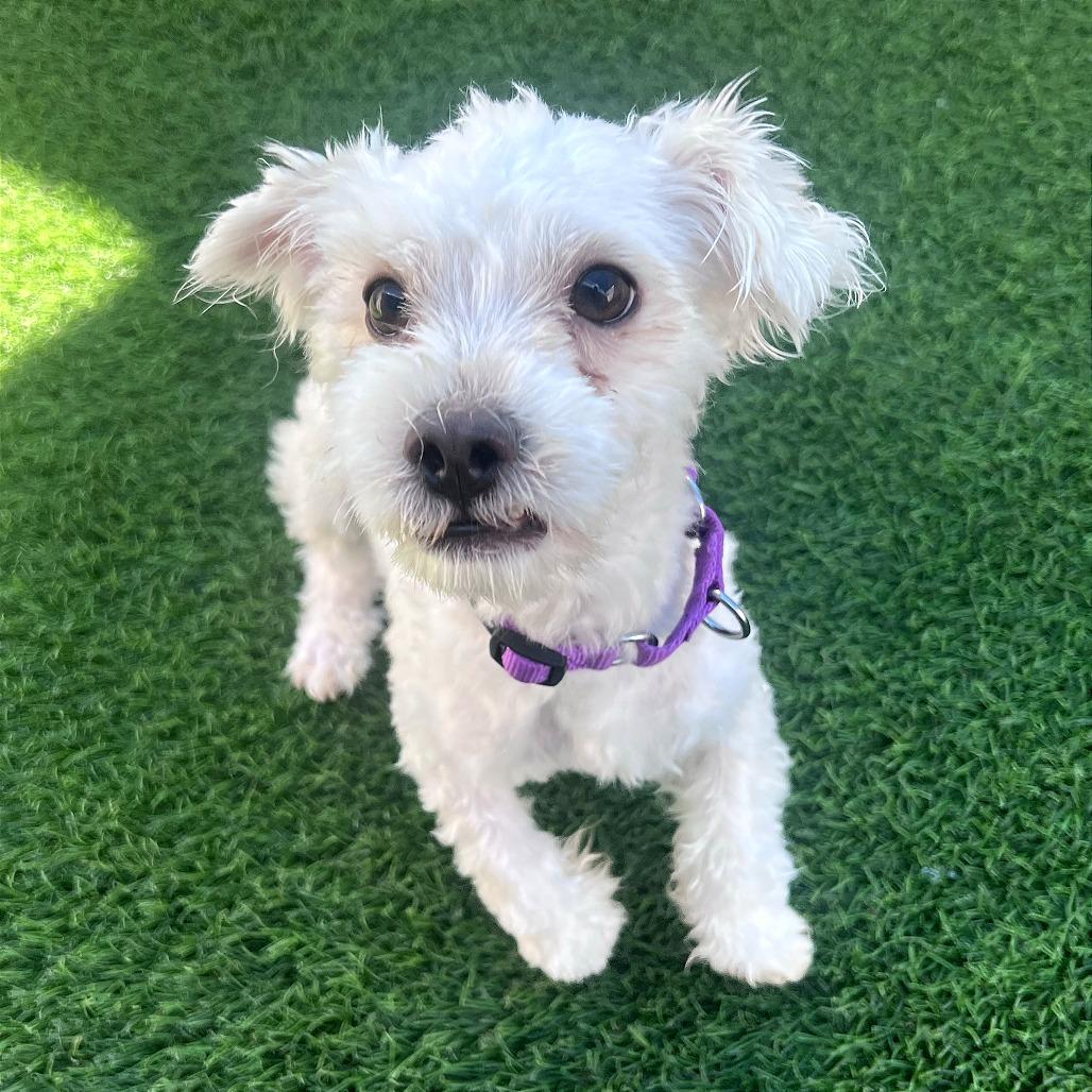 Enlarge Scout, a Adoptable mixed breed in Tempe, AZ image 3/6