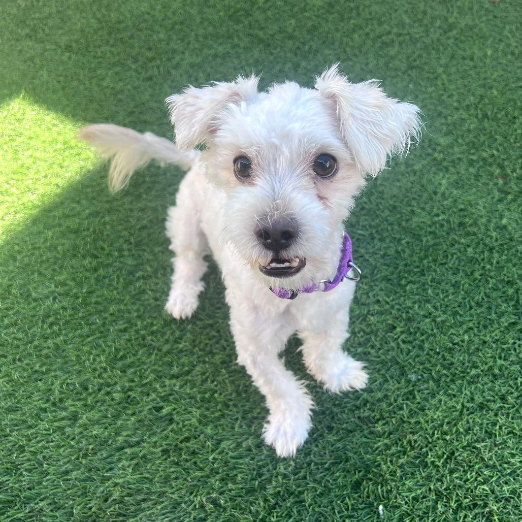 Enlarge Scout, a Adoptable mixed breed in Tempe, AZ image 4/6