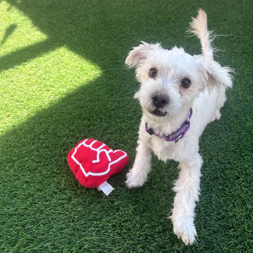 Enlarge Scout, a Adoptable mixed breed in Tempe, AZ image 5/6