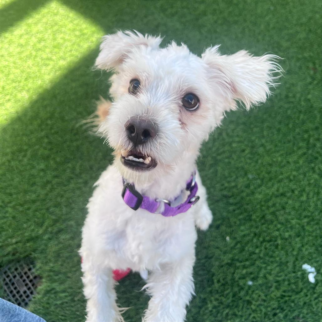 Enlarge Scout, a Adoptable mixed breed in Tempe, AZ image 6/6