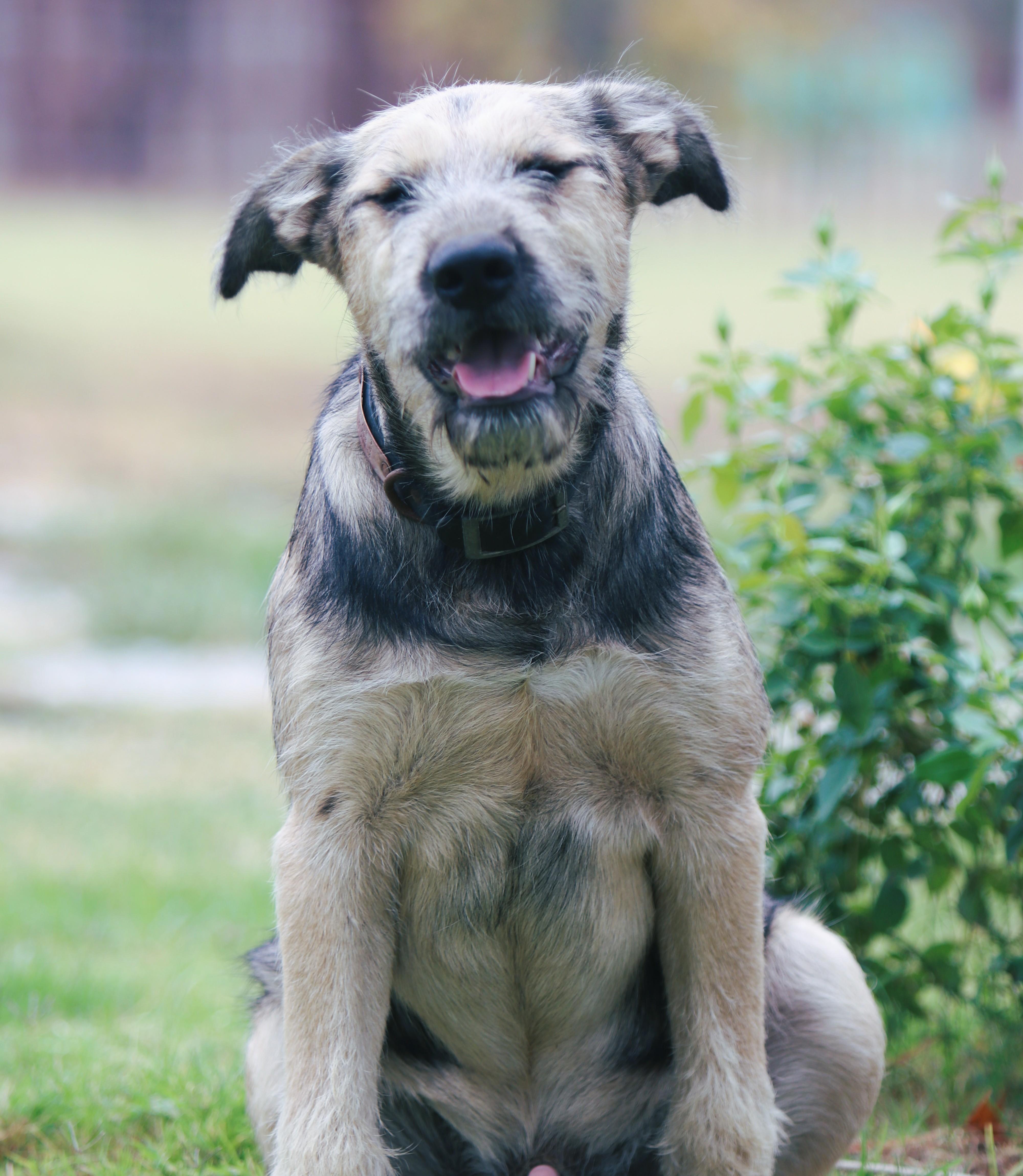 Enlarge Clyde, a Adopted mixed breed in Bowie, TX image 1/1